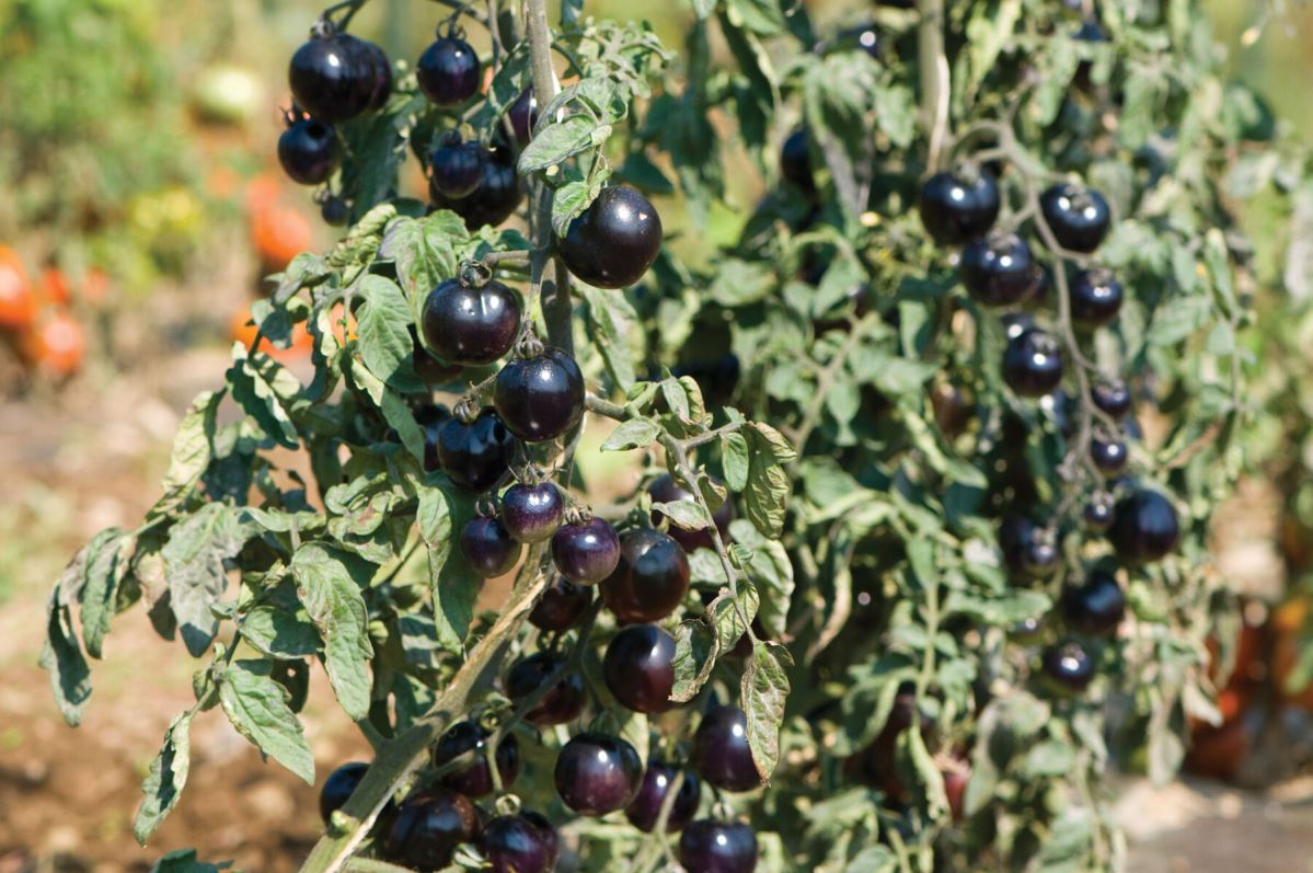 Indigo Rose – Organic Tomato Seed